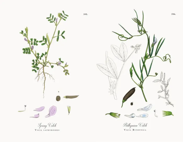 Framed Print : Spring Vetch, Vicia lathyroides, Victorian Botanical Illustration, 1863 Framed Print : Spring Vetch, Vicia lathyroides, Victorian Botanical Illustration, 1863