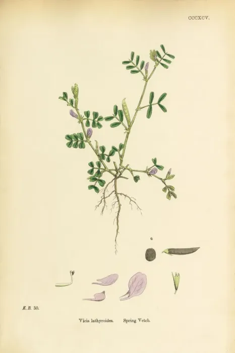 Framed Print : Spring Vetch, Vicia lathyroides, Victorian Botanical Illustration, 1863
