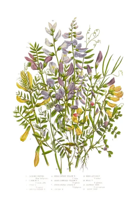 Framed Print : Spring Vetch, Vicia, and Wood Bitter Victorian Botanical Illustration Framed Print : Spring Vetch, Vicia, and Wood Bitter Victorian Botanical Illustration