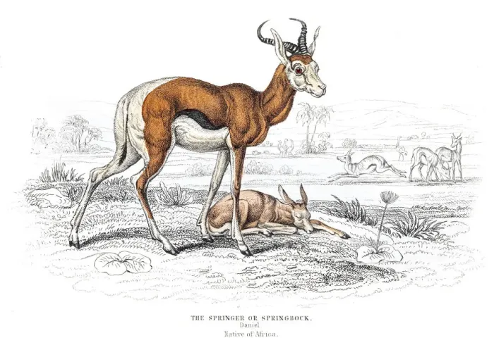 Framed Print : The Springbok antelope engraving 1855 Framed Print : The Springbok antelope engraving 1855