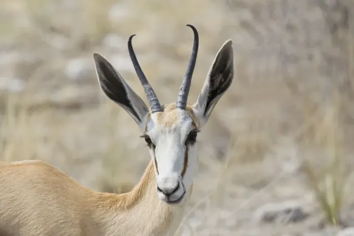 Framed Print : Springbok -Antidorcas marsupialis-, Etosha National Park, Namibia Framed Print : Springbok -Antidorcas marsupialis-, Etosha National Park, Namibia