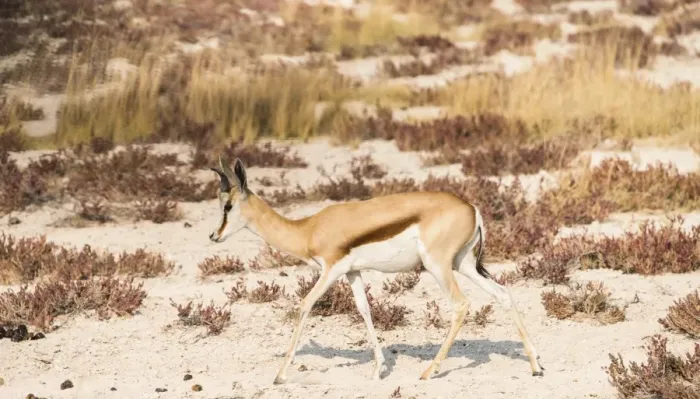 Framed Print : Springbok -Antidorcas marsupialis-, Etosha National Park, Namibia Framed Print : Springbok -Antidorcas marsupialis-, Etosha National Park, Namibia