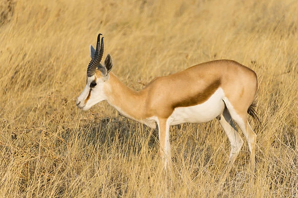 Springbok -Antidorcas marsupialis-, Etosha National Park, Namibia