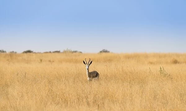 Springbok -Antidorcas marsupialis-, Etosha National Park, Namibia