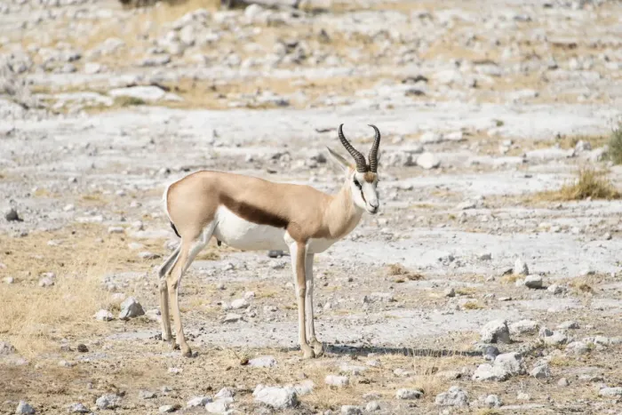 Framed Print : Springbok -Antidorcas marsupialis-, Etosha National Park, Namibia Framed Print : Springbok -Antidorcas marsupialis-, Etosha National Park, Namibia