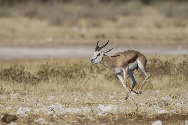 Springbok -Antidorcas marsupialis-, Etosha National Park, Namibia, Africa