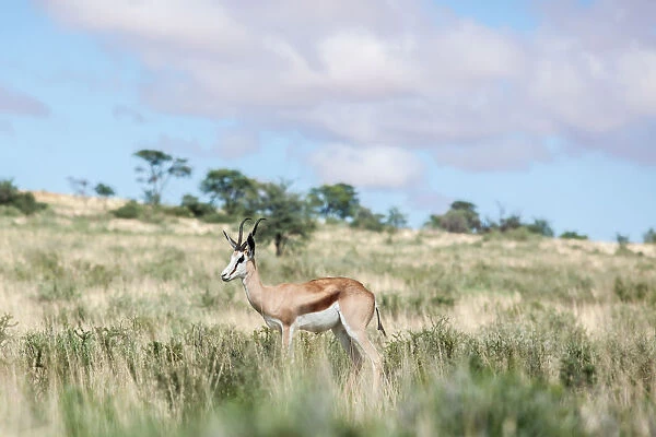 The springbok (Antidorcas marsupialis) is a medium-sized antelope found mainly in southern and southwestern Africa. Both sexes have a pair of black, 35-to-50-centimetre long horns that curve backwar