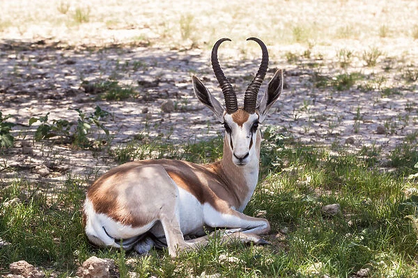 The springbok (Antidorcas marsupialis) is a medium-sized antelope found mainly in southern and southwestern Africa. Both sexes have a pair of black, 35-to-50-centimetre long horns that curve backwar