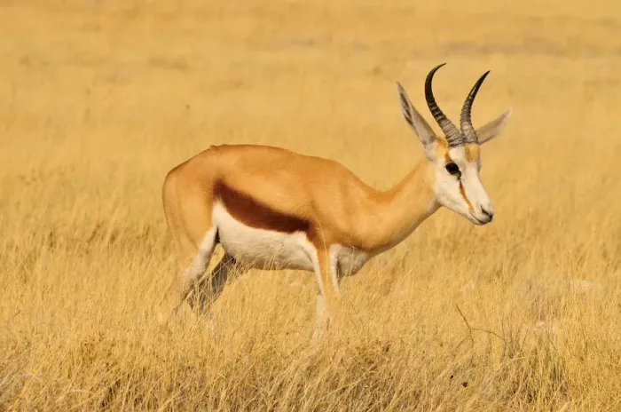 Framed Print : Springbok (Antidorcas marsupialis) in the high grass of the Kgalagadi Transfrontier Park, Kalahari, South Africa, Africa Framed Print : Springbok (Antidorcas marsupialis) in the high grass of the Kgalagadi Transfrontier Park, Kalahari, South Africa, Africa
