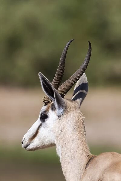 Springbok -Antidorcas marsupialis-, Hoarusib, Kaokoland, Namibia