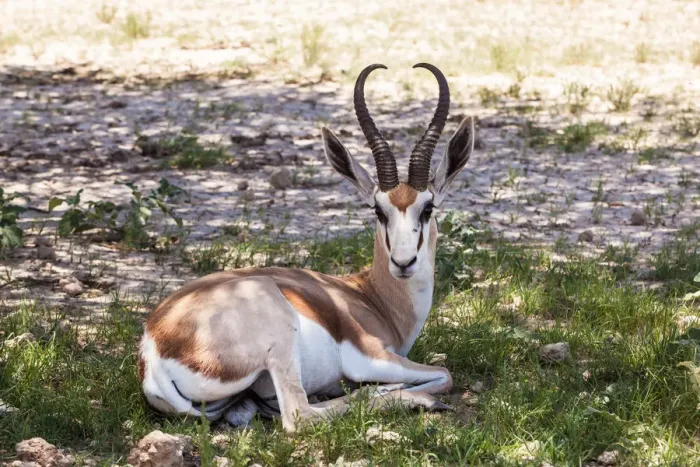 Framed Print : The springbok (Antidorcas marsupialis) is a medium-sized antelope found mainly in southern and southwestern Africa. Both sexes have a pair of black, 35-to-50-centimetre long horns that curve backwar