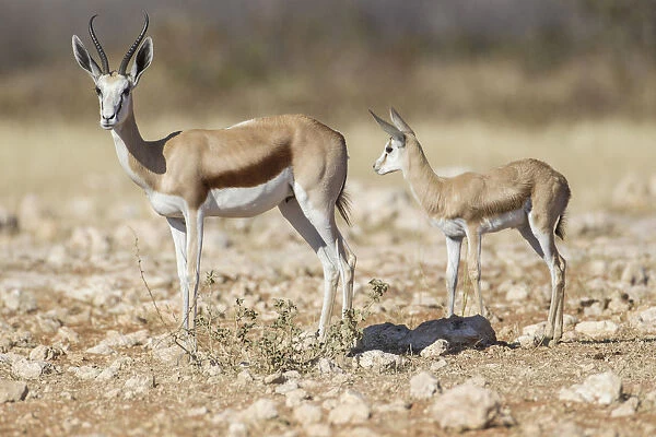 Springbok -Antidorcas marsupialis- and young, Etosha National Park, Namibia, Africa