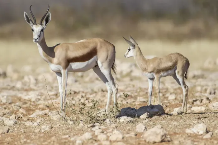Framed Print : Springbok -Antidorcas marsupialis- and young, Etosha National Park, Namibia, Africa Framed Print : Springbok -Antidorcas marsupialis- and young, Etosha National Park, Namibia, Africa