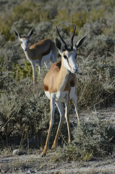 Framed Print : Springboks -Antidorcas marsupialis-, Etosha Park, Oshikoto Region, Etosha National Park, Namibia Framed Print : Springboks -Antidorcas marsupialis-, Etosha Park, Oshikoto Region, Etosha National Park, Namibia