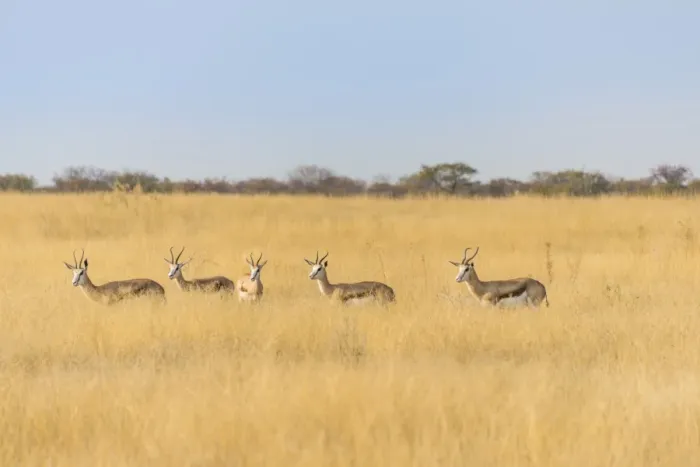 Framed Print : Springboks -Antidorcas marsupialis-, Etosha National Park, Namibia