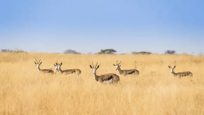 Framed Print : Springboks -Antidorcas marsupialis-, Etosha National Park, Namibia