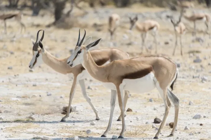 Framed Print : Springboks -Antidorcas marsupialis-, Etosha National Park, Namibia Framed Print : Springboks -Antidorcas marsupialis-, Etosha National Park, Namibia