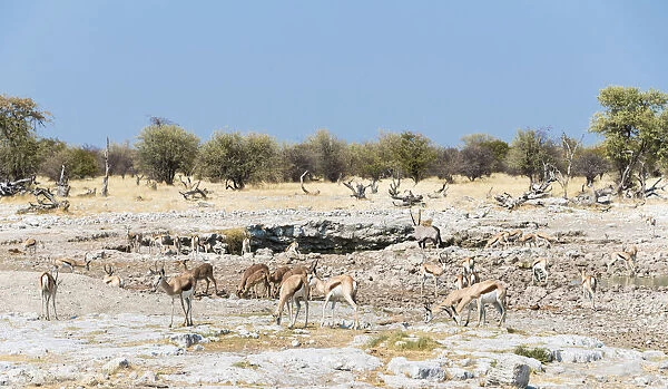 Springboks -Antidorcas marsupialis-, Etosha National Park, Namibia