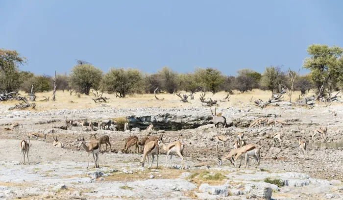 Framed Print : Springboks -Antidorcas marsupialis-, Etosha National Park, Namibia