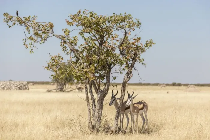 Framed Print : Springboks -Antidorcas marsupialis-, Etosha National Park, Namibia, Africa Framed Print : Springboks -Antidorcas marsupialis-, Etosha National Park, Namibia, Africa