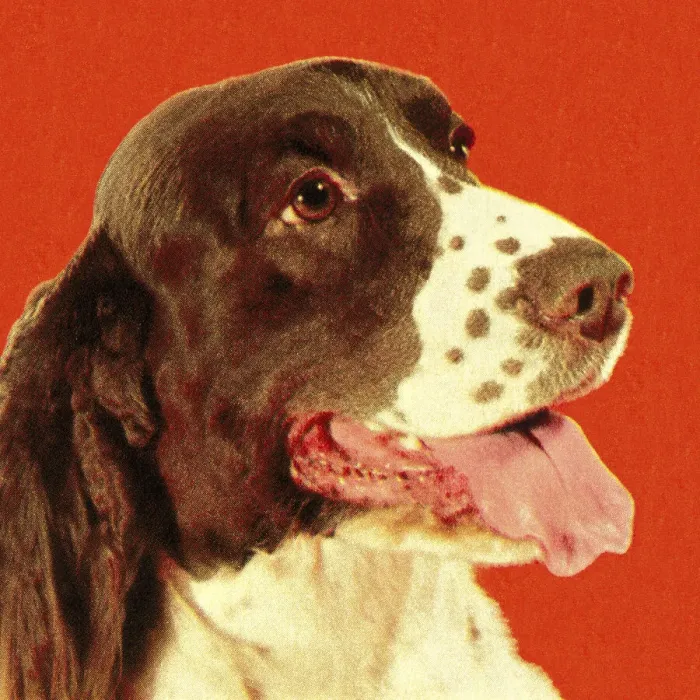 Framed Print : Springer Spaniel Framed Print : Springer Spaniel