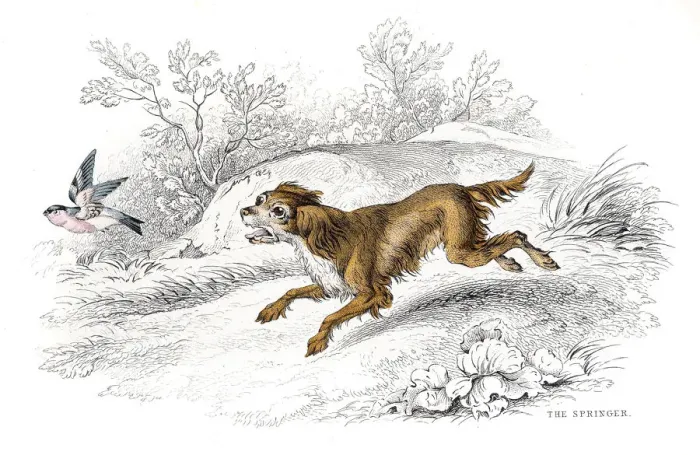 Framed Print : Springer Spaniel engraving