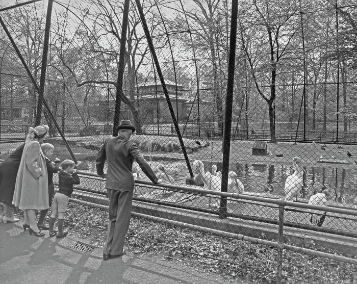 Framed Print : Springtime At Brooklyn Zoo Framed Print : Springtime At Brooklyn Zoo