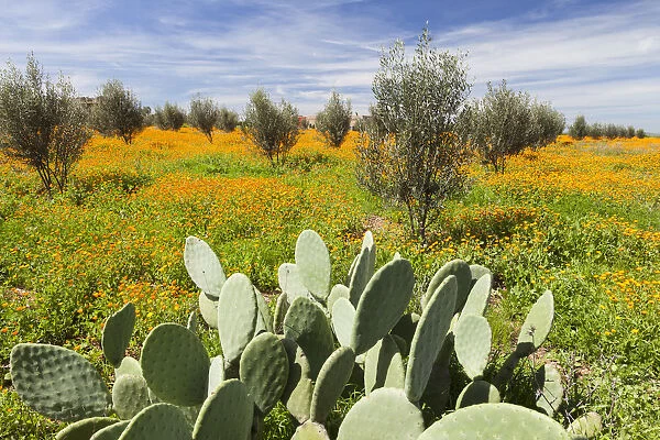 Springtime landscape of flowers, olive trees and giant prickly pear cactus, Marrakech, Morocco