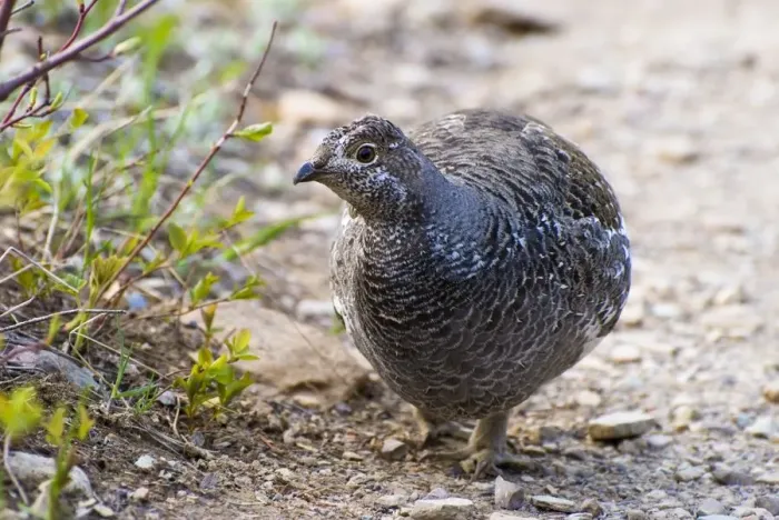 Framed Print : Spruce grouse Framed Print : Spruce grouse