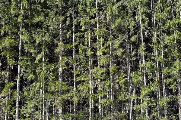 Spruce -Picea-, pine forest near Markt Schwaben, Bavaria, Germany, Europe