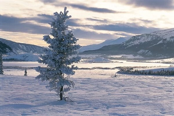 Spruce Tree, Alsek Valley, Kluane National Park, Yukon, Canada, North America