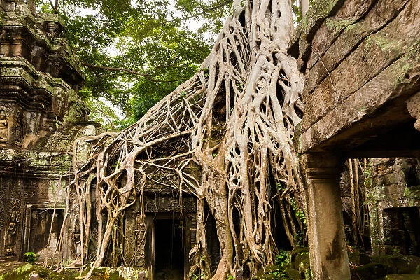 Spung tree cover Ta Prohm temple in Siem Reap, Cambodia