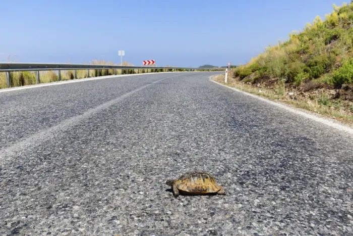 Framed Print : Spur-thighed tortoise -Testudo graeca- on road, Gazipasa, Antalya province, Turkey Framed Print : Spur-thighed tortoise -Testudo graeca- on road, Gazipasa, Antalya province, Turkey