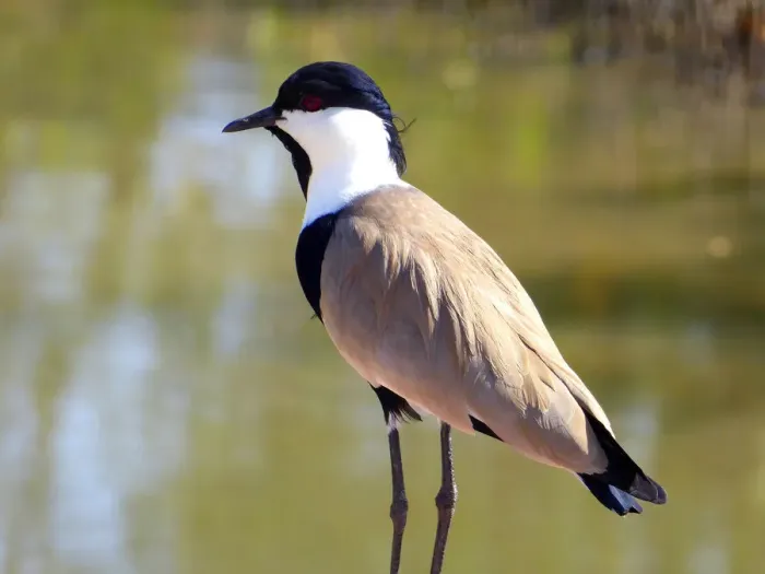 Framed Print : Spur-winged Lapwing (Vanellus spinosus) Framed Print : Spur-winged Lapwing (Vanellus spinosus)