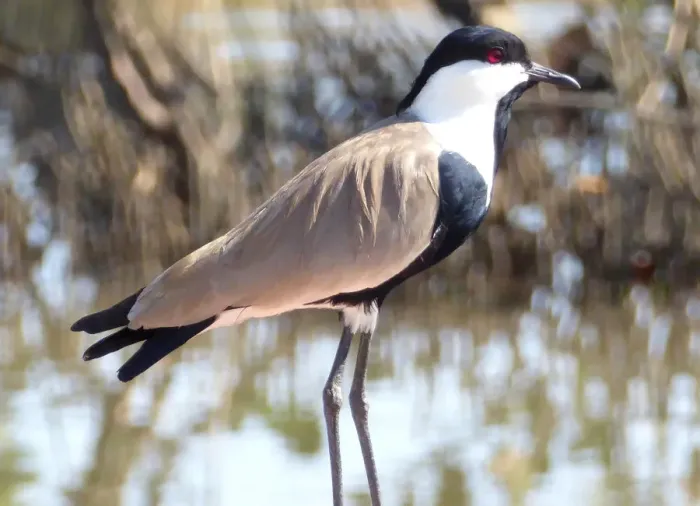 Framed Print : Spur-winged Lapwing (Vanellus spinosus) Framed Print : Spur-winged Lapwing (Vanellus spinosus)