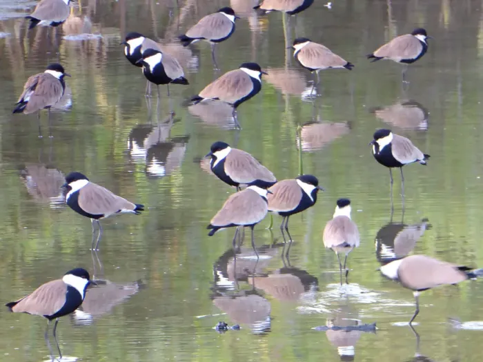 Framed Print : Spur-winged Lapwing (Vanellus spinosus) flock in water with reflection, The Gambia Framed Print : Spur-winged Lapwing (Vanellus spinosus) flock in water with reflection, The Gambia