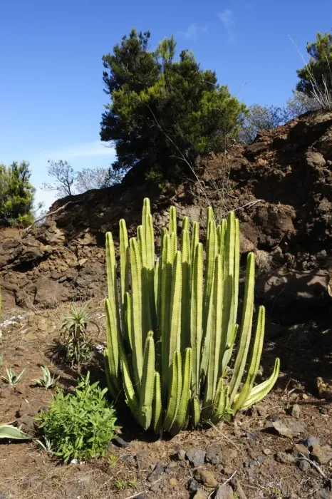 Framed Print : Spurge -Euphorbia sp. -, La Palma, Canary Islands, Spain, Europe, PublicGround Framed Print : Spurge -Euphorbia sp. -, La Palma, Canary Islands, Spain, Europe, PublicGround