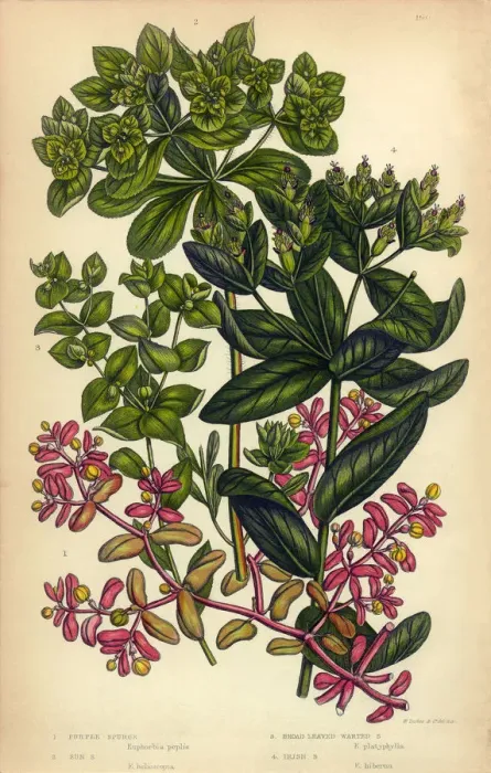 Framed Print : Spurge, Irish Spurge, Sun Spurge, Victorian Botanical Illustration Framed Print : Spurge, Irish Spurge, Sun Spurge, Victorian Botanical Illustration