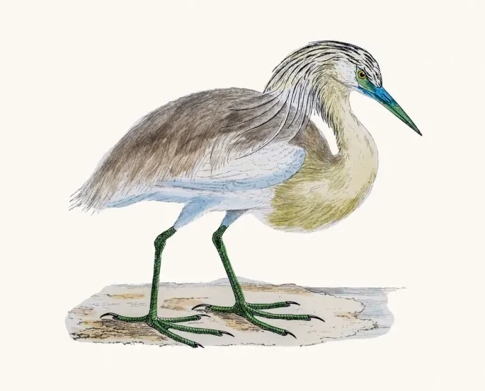 Framed Print : Squacco Heron Framed Print : Squacco Heron