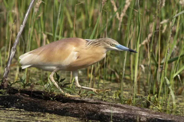 Framed Print : Squacco Heron -Ardeola ralloides-, foraging, Lake Kerkini, Greece, Europe