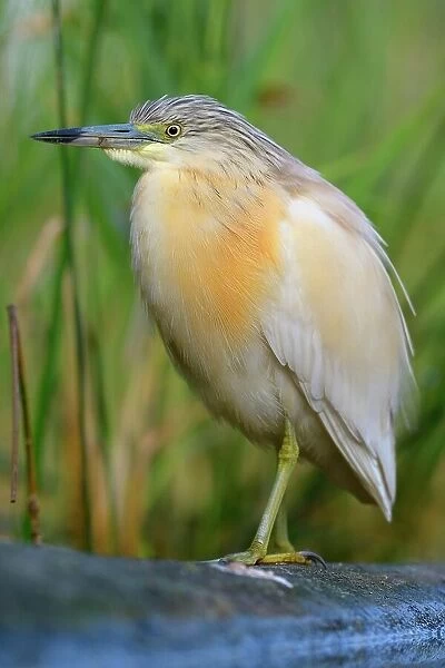 Squacco Heron (Ardeola ralloides), in breeding plumage, perched on a branch lying in the water, Kiskunsag National Park, Southeastern Hungary, Hungary