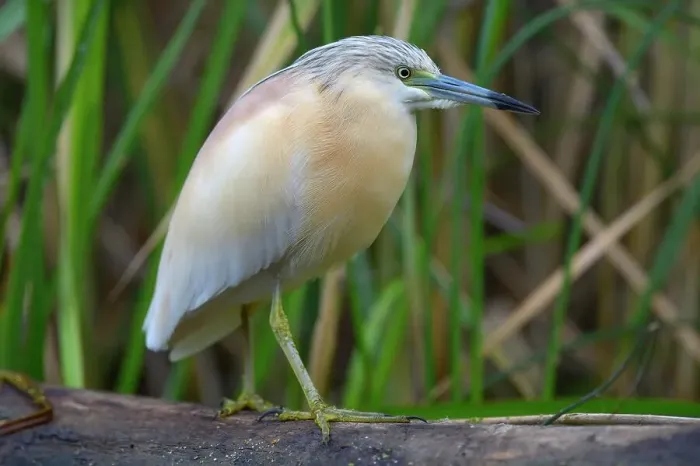Framed Print : Squacco Heron (Ardeola ralloides), in breeding plumage, perched on tree branch, Kiskunsag National Park, Southeastern Hungary, Hungary Framed Print : Squacco Heron (Ardeola ralloides), in breeding plumage, perched on tree branch, Kiskunsag National Park, Southeastern Hungary, Hungary