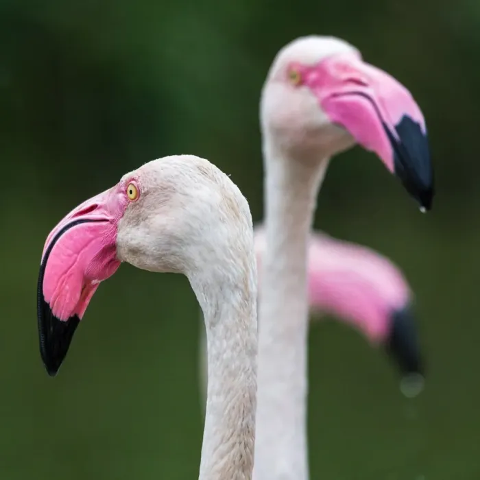 Framed Print : Square crop of a trio of Greater flamingos Framed Print : Square crop of a trio of Greater flamingos