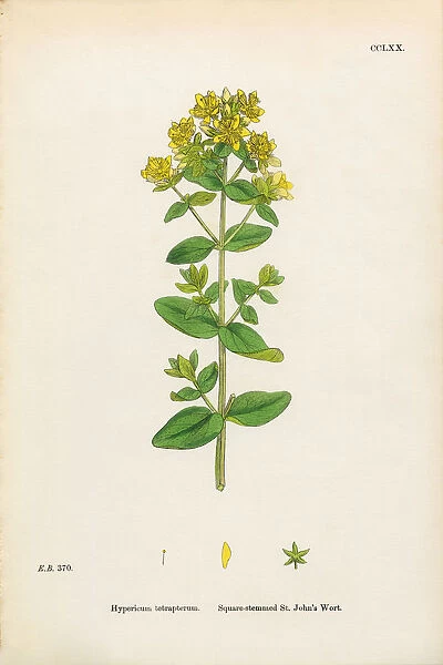 Square-stemmed St. Johnas Wort, Hypericum tetrapterum, Victorian Botanical Illustration, 1863