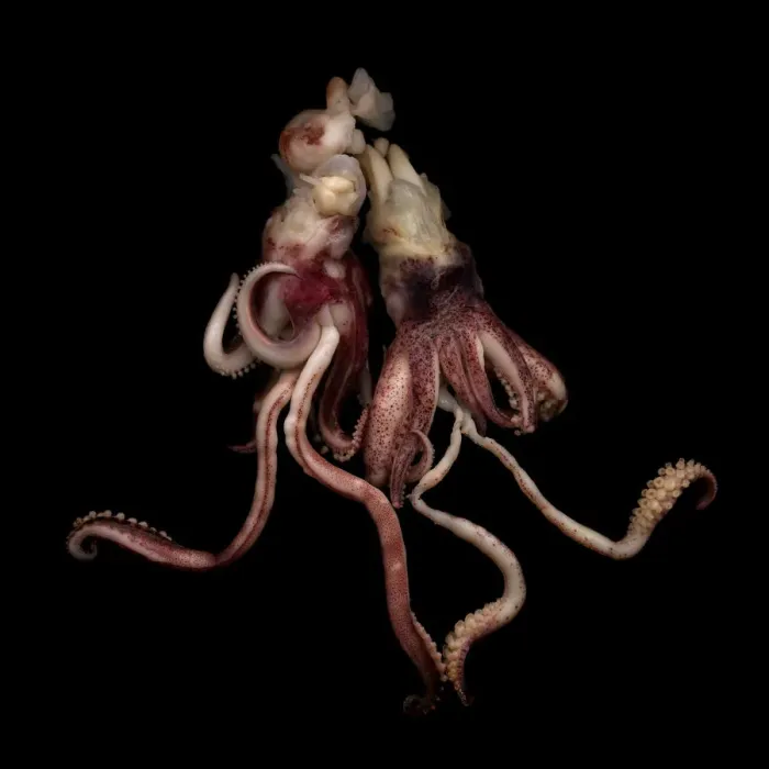 Framed Print : Squid against black background Framed Print : Squid against black background