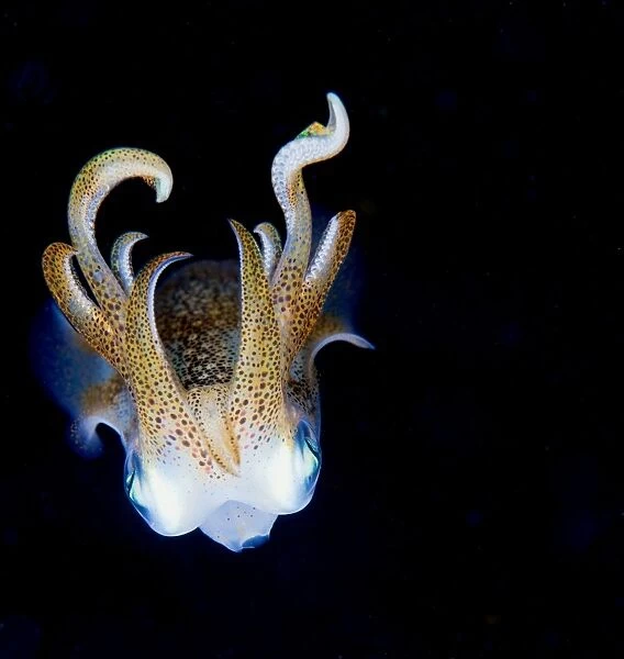 Squid at night