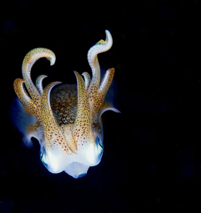 Framed Print : Squid at night Framed Print : Squid at night