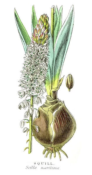 Squill botanical engraving 1857