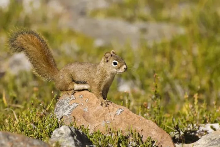 Framed Print : Squirrel Framed Print : Squirrel