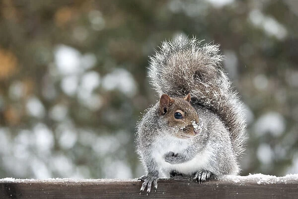Squirrel. a super cute grey squirrel with snow on its nose